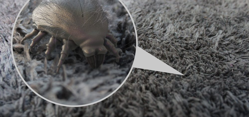 Does Steam Cleaning Carpets Get Rid Dust Mites
