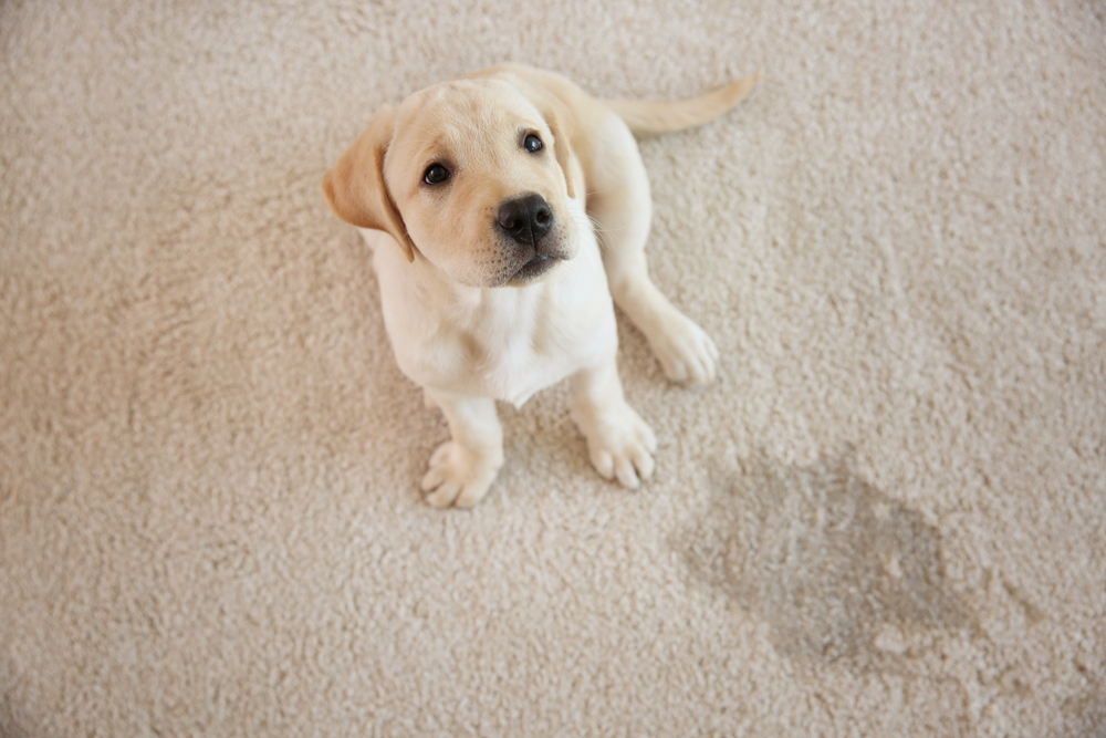 How Dirty Carpet Affecting Your Home